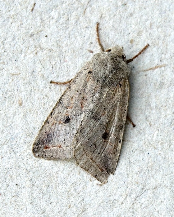 red-line quaker